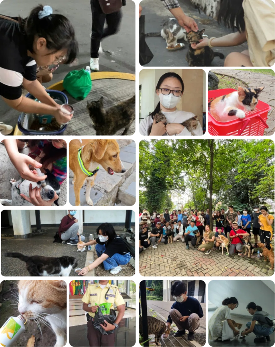 Aktivitas tim Unpad Street Animal Friend dalam foto kolase